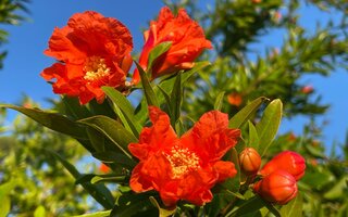 Janeiro: Flor da Romã