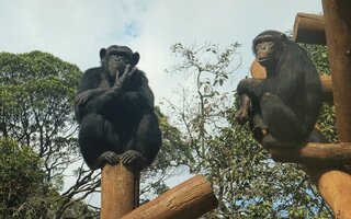 Zoológico de São Paulo