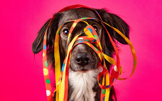 Carnaval Pet Friendly do Shopping Frei Caneca