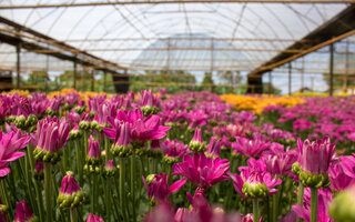 Campos de Flores, em Holambra