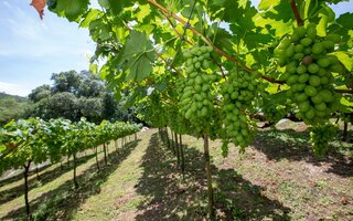 Rota do Vinho, em São Roque