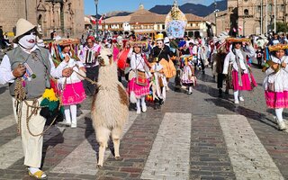 Alpacas em procissão