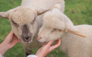 Alimentar as ovelhas no Parque da Lagoinha