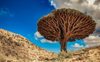 Ilha de Socotra, Iémen