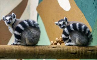 Zoo SP, Simba Safari e Jardim Botânico
