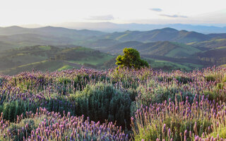 Cunha | 230 km (cerca de 3h30)