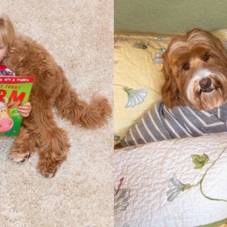 Comportamento: Amizade entre cachorro e garoto de três anos conquista a internet 