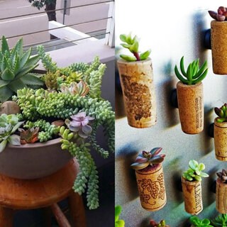 Casa e decoração: Estilosas e versáteis: 26 ideias para decorar a sua casa usando suculentas