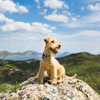 Pet: 4 cidades próximas a SP para viajar com seu cachorro e curtir a natureza