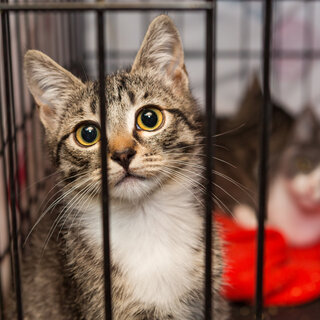 Pet: Centro de adoções exclusivo para gatos é inaugurado na Rua Augusta
