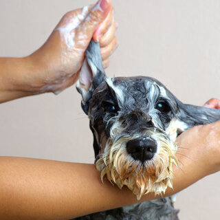 Pet: 5 cuidados básicos com o pet na hora do banho 