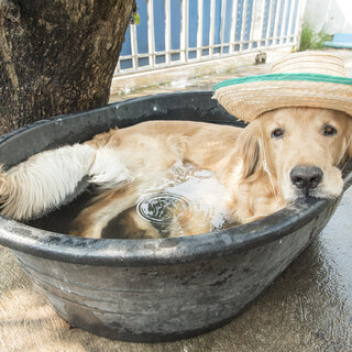 Pet: Tá calor? 5 cuidados com o pet durante o verão