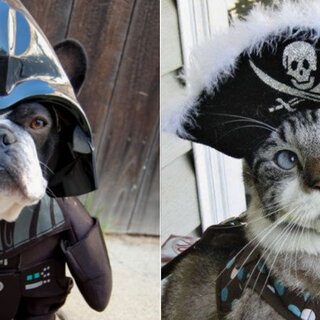 Pet: Halloween: 6 fantasias que você precisa comprar para o seu pet 