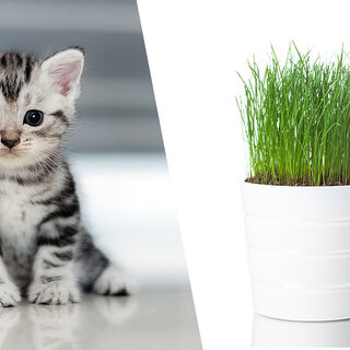 Pet: Aprenda a fazer um vaso com graminha comestível que seu gato vai amar!