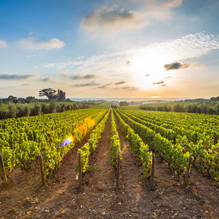 Viagens Nacionais: 1ª Corrida do Roteiro do Vinho de São Roque 