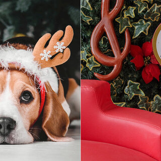 Na Cidade: Natal Pet: Shopping de SP faz trono especial para que os cães tirem foto com o Papai Noel
