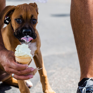 Pet: 6 passeios incríveis para fazer com seu pet durante as férias em São Paulo