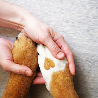 Pet: Apadrinhe um pet: ação ajuda cães e gatos que foram maltratados