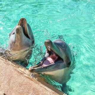 Viagens: 10 destinos para ver ou nadar com golfinhos