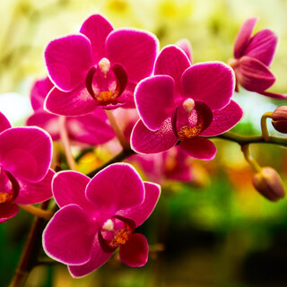 Exposição: 99ª exposição de orquídeas