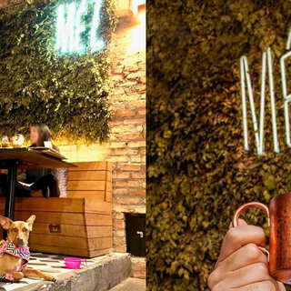 Bares: Pet friendly: conheça 5 bares em São Paulo onde seu pet é bem-vindo 