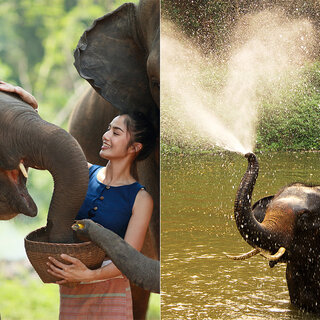 Viagens Internacionais: Turismo do Bem: conheça os Santuários de Elefantes na Tailândia