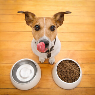 Pet: 11 alimentos proibidos para seu animal de estimação