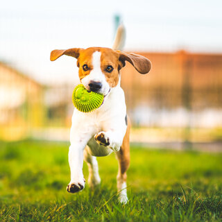 Pet: Sunday Pet Friendly
