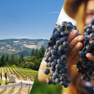Viagens: Conheça Sonoma, região na Califórnia dominada por vinícolas charmosas