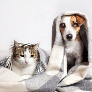 Pet: 6 cuidados básicos com seu cão ou gato durante o inverno