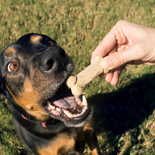 Pet: Aprenda a fazer um biscoito caseiro para cachorro 