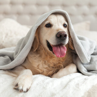 Pet: 10 dicas para manter seu cão saudável na quarentena