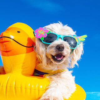 Pet: Praia de Juquehy recebe 'Dog Beach Park' para que pets possam ir à praia; saiba tudo!