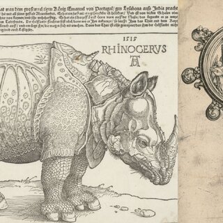 Exposição: O Rinoceronte: 5 Séculos de Gravuras do Museu Albertina