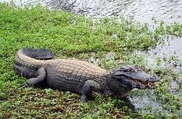 Viagens: Pantanal