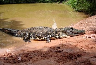 Viagens: Bioparque Amazônia