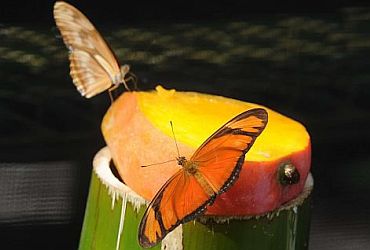 Borboletário - Museu da Vida