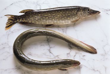 Restaurantes: Na Onda do Peixe