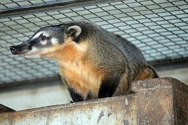 Viagens: Zoológico Municipal de Guarulhos