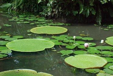 Parque Zoobotânico do Museu Paraense Emílio Goeldi