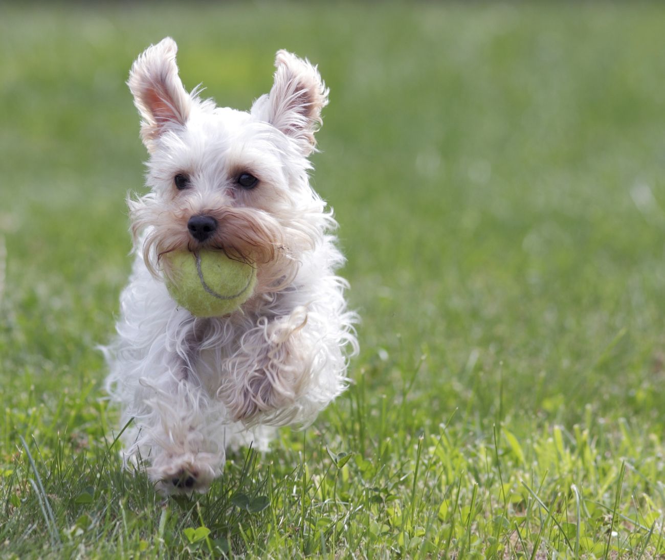 Compras: Hotéis para cachorros no ABC