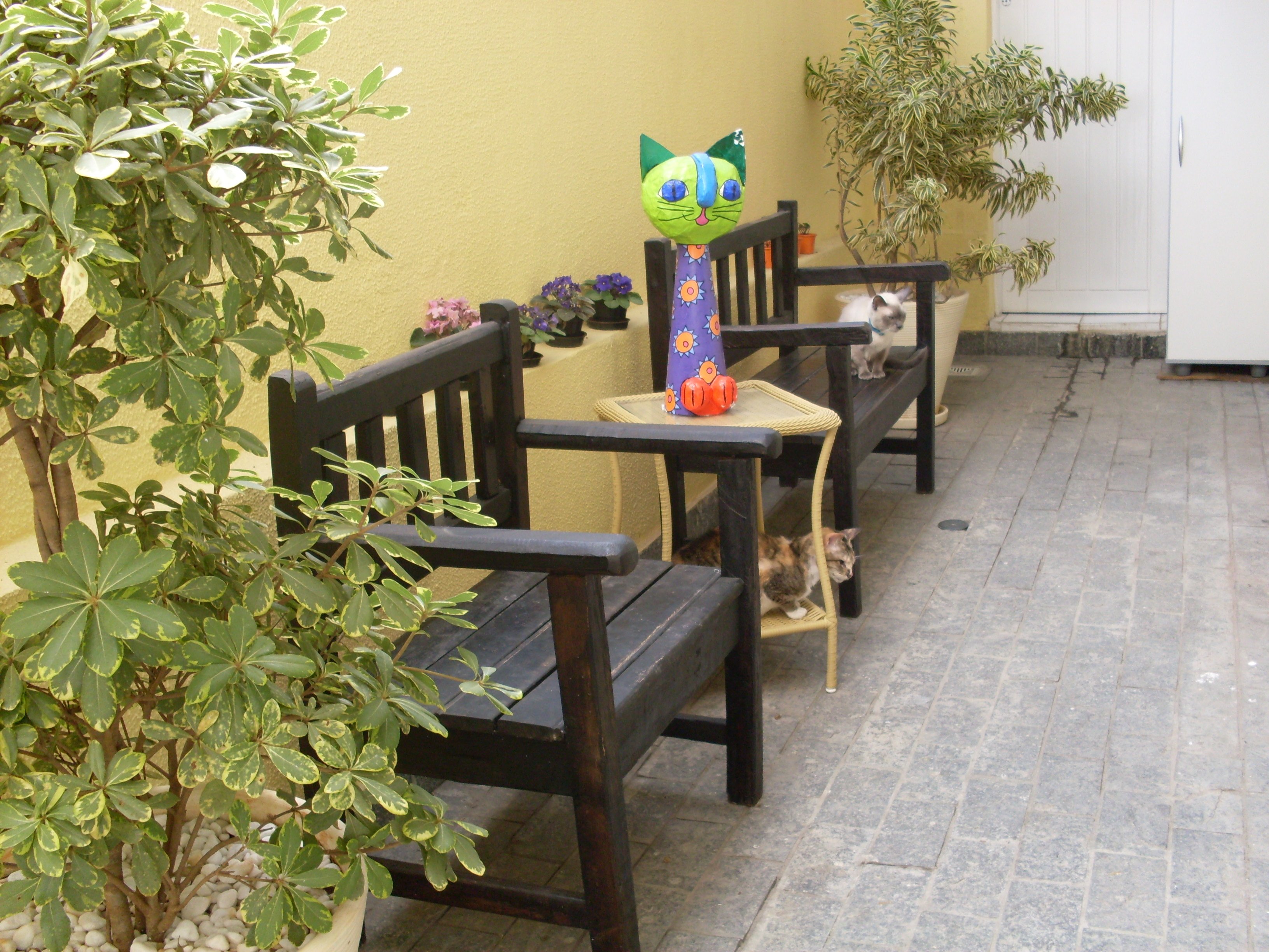 Conheça Sr. Gato