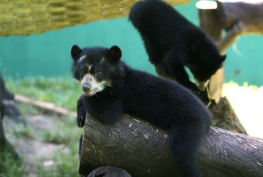 Viagens: Zoológico de Salvador