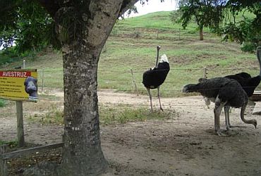 Restaurantes: Rico Caipira