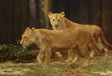 Viagens: Zoológico da Santur