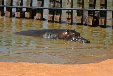 Viagens: Jardim Zoológico de Brasília