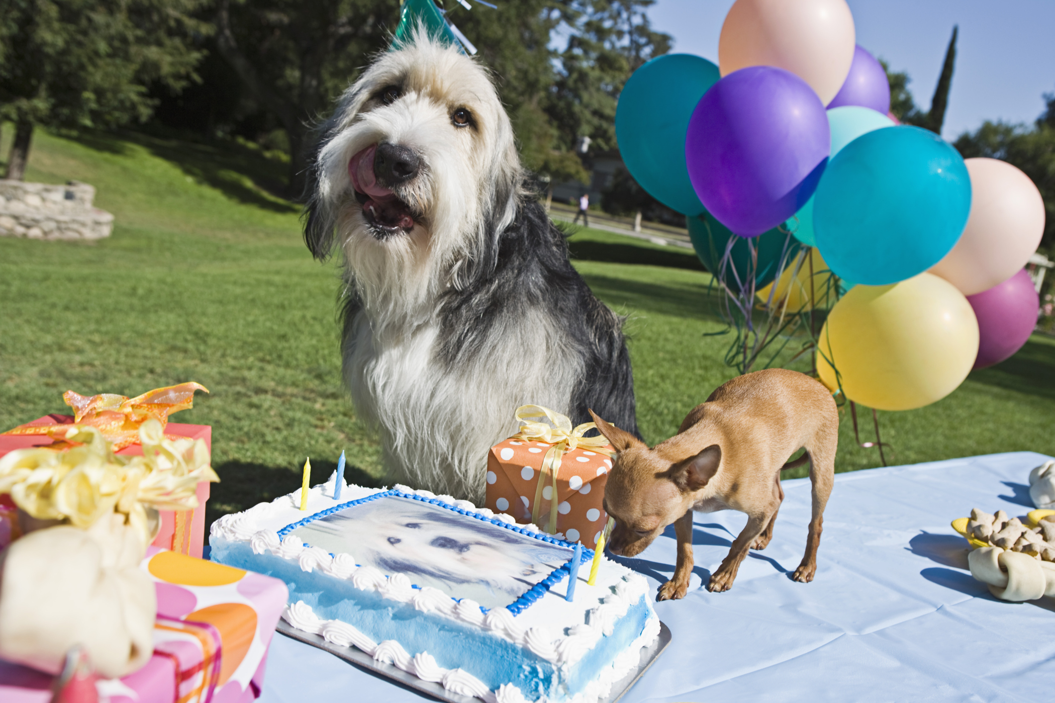 Instituto The Dog Bakery