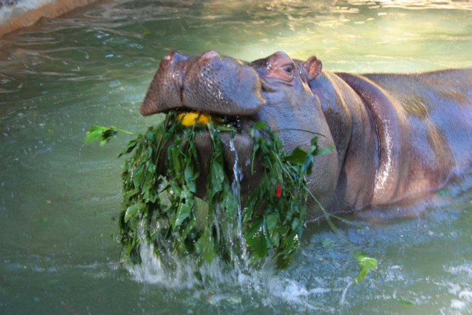 Zoológico de São Paulo