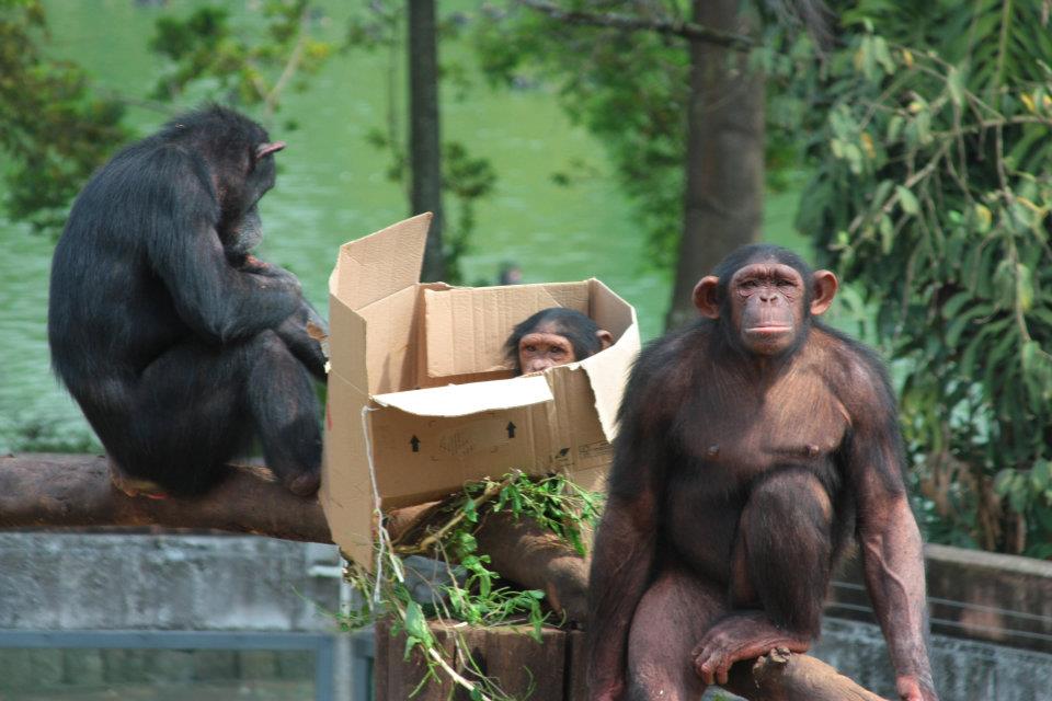 Zoológico de São Paulo