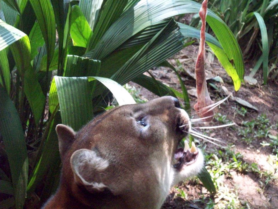 Zoológico de São Paulo